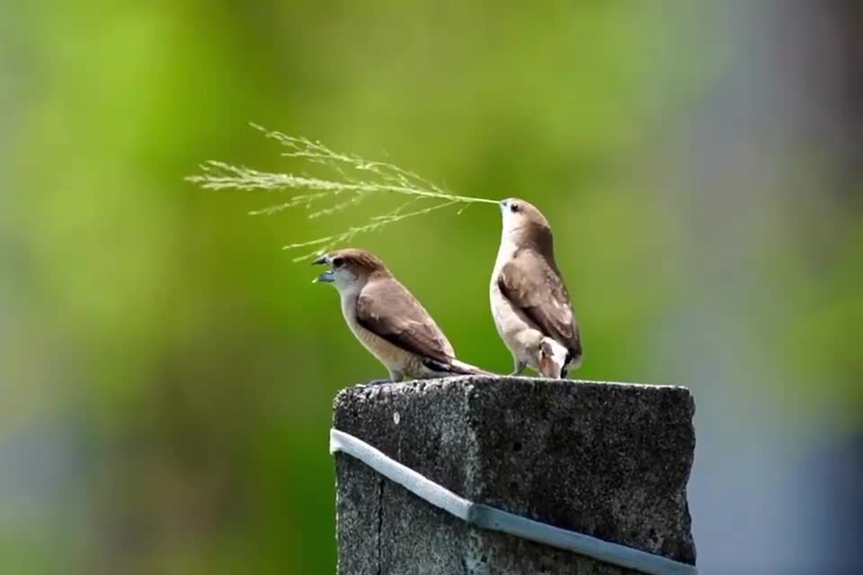 The white-throated munia