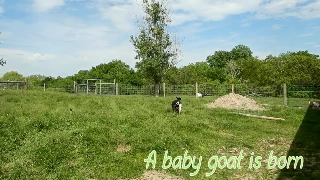 Baby Goat Is Born