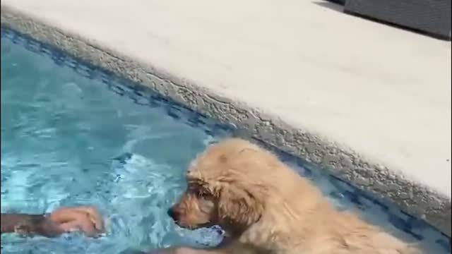 Experience a dog on a yacht