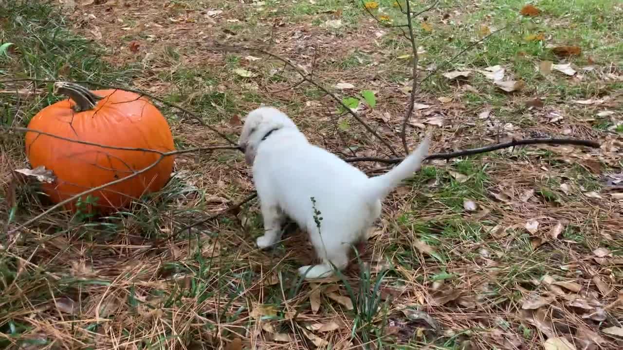 Cody Bear (black) and Thunder (royal blue) wandering about the pumpkins