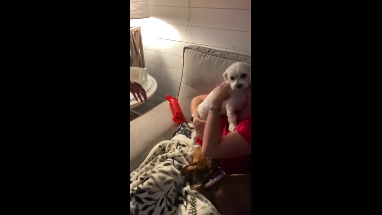 Maltese pup doesn't want to go home