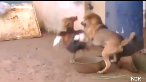 chicken vs dog fight funny dog