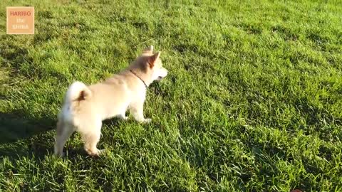 Shiba Inu from Puppy to Adult (8 weeks to 1 year)