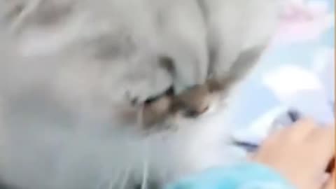Fanny cats
