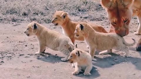 Cute cubs with mother