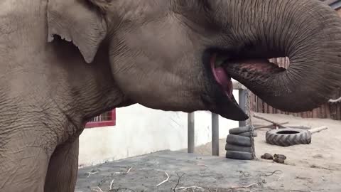 Elephant vs. Watermelon