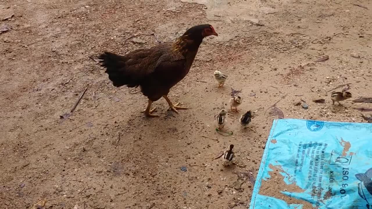 Family of hen