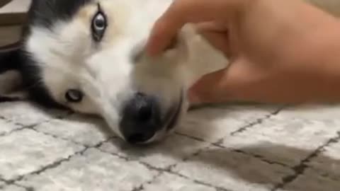 This Husky Can Literally talk like Hoomans