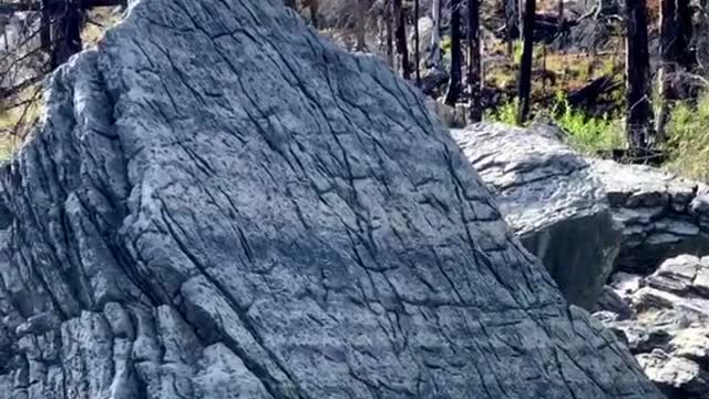 Rocky Mountain Sheep