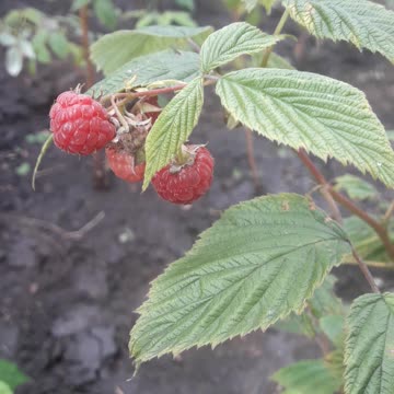 Raspberries in September