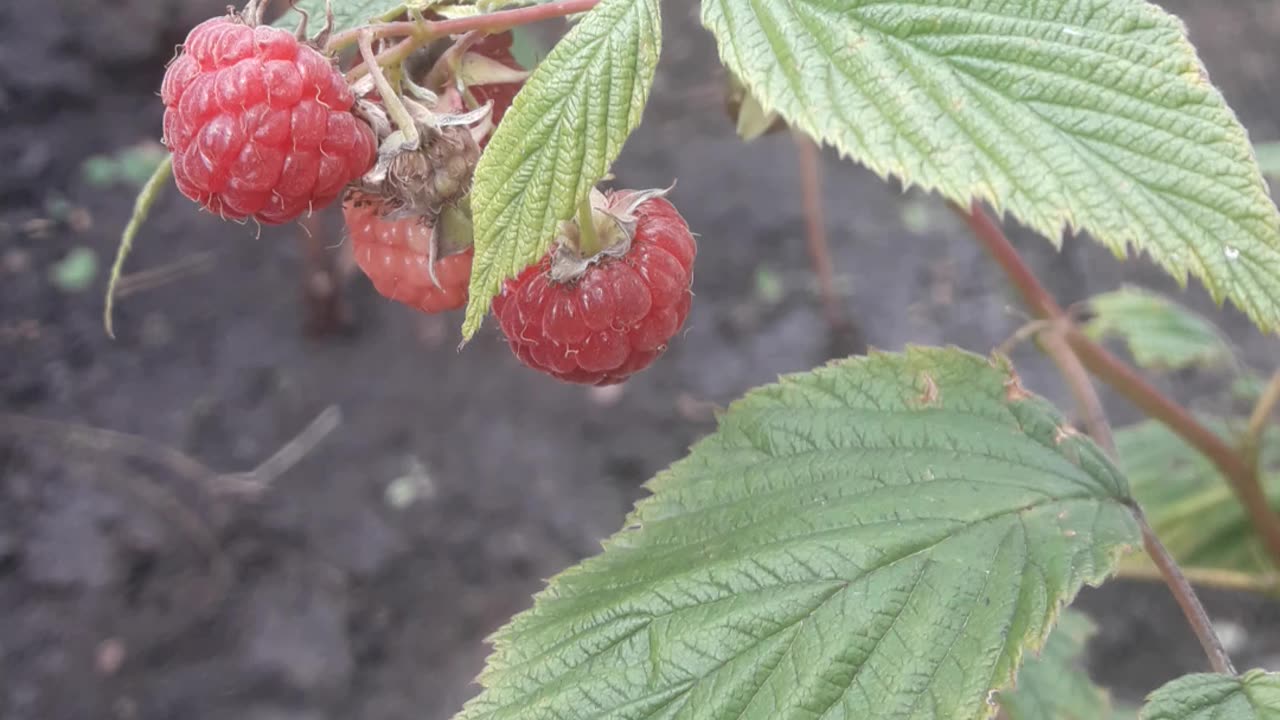 Raspberries in September