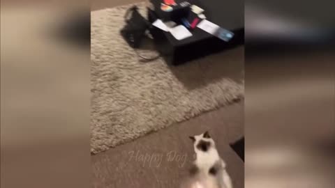 my cat like to play