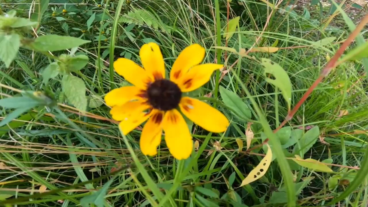 Black-eyed Susan