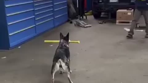 That dog has good technique....sign him up! 😂