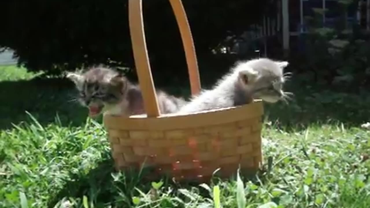 Cute Cats in Basket#Short Video