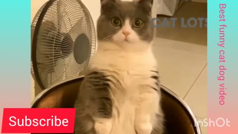 Fanny Year Best Funny animal video, Funny cat video dog meowing kitten Best pet