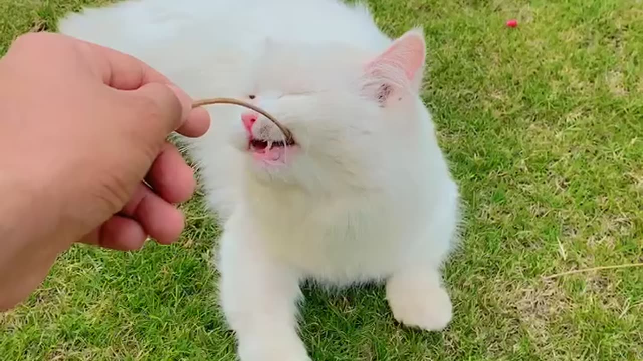 Cute Persian cat fighting