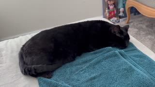 Adopting a Cat from a Shelter Vlog - Cute Precious Piper Dreams of Bakery #shorts