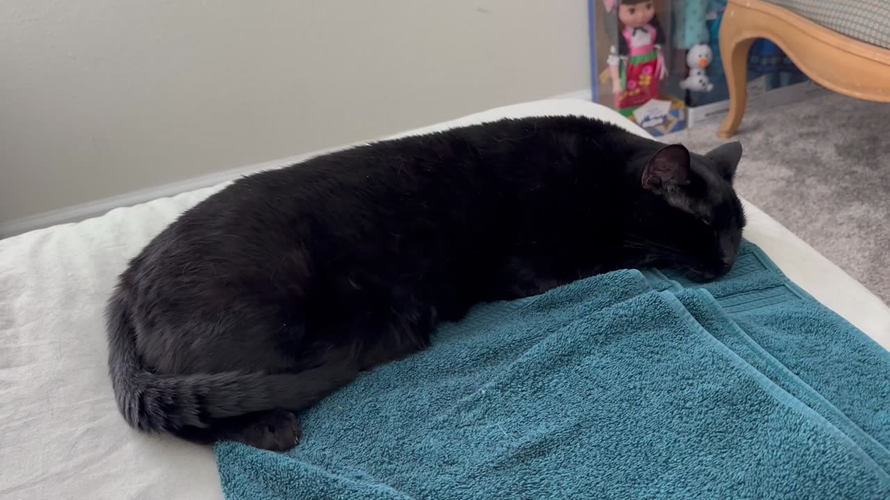 Adopting a Cat from a Shelter Vlog - Cute Precious Piper Dreams of Bakery #shorts