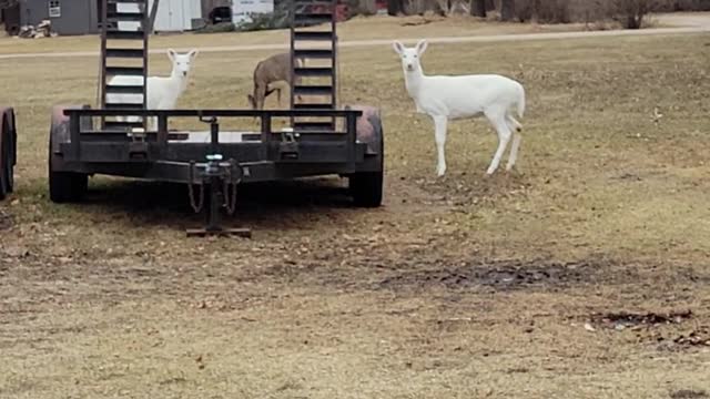 Three White Deer in Wisconsin