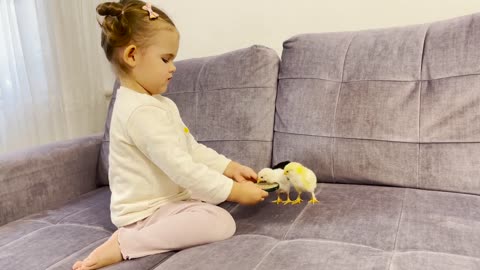 Baby Girl Feeding Baby Chicks! [CUTENESS OVERLOAD]