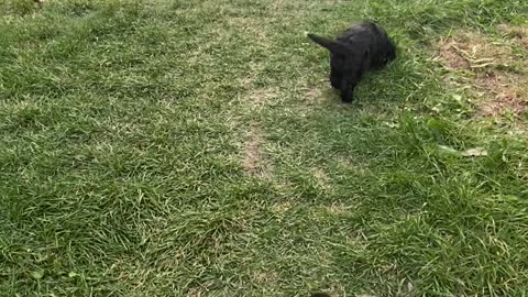 Nervous Puppies Play with Wolfdog