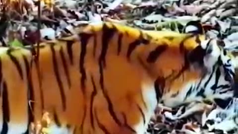 Loin | Tiger