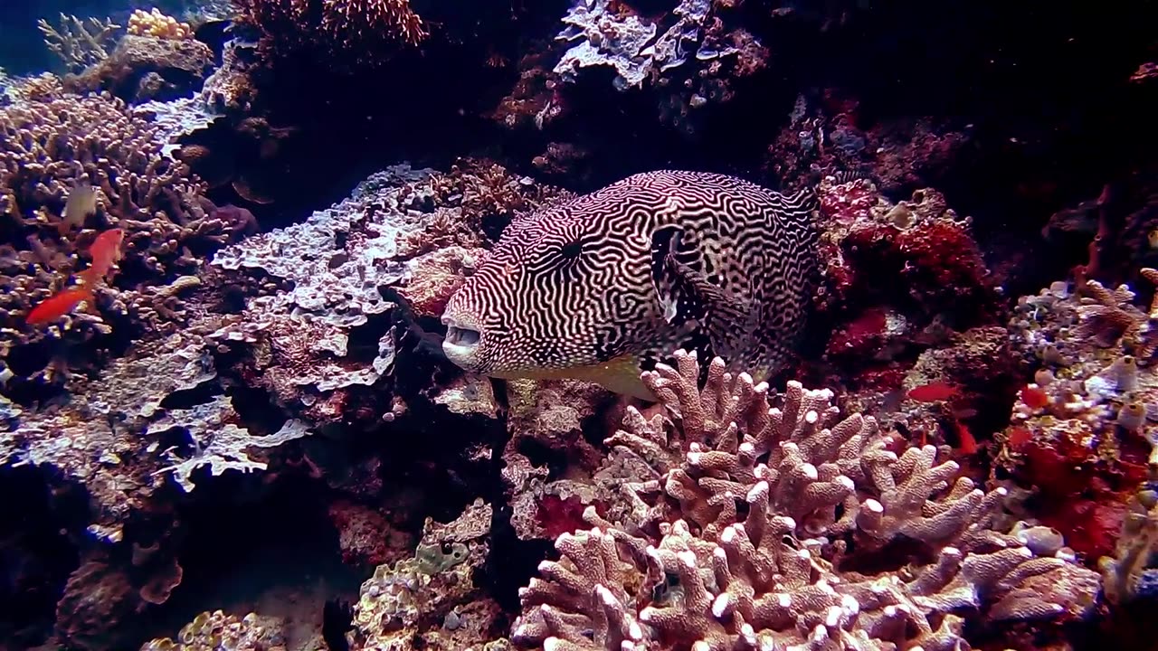 Life in the Blue: Exploring the Diversity of Marine Ecosystems