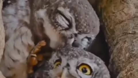 OWL LOVE ❤️