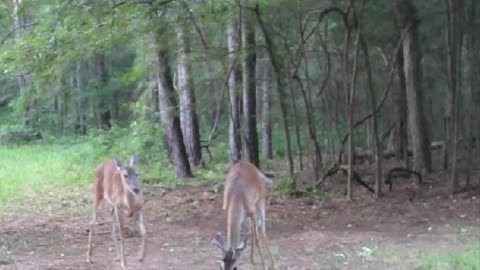 Deer Weekly 7/14/23, Food Wars