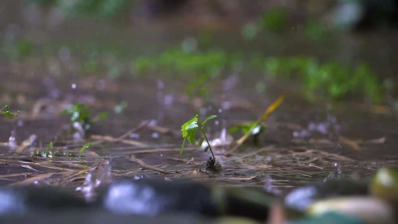 Long Shot of Tiny Plant In Rain Storm