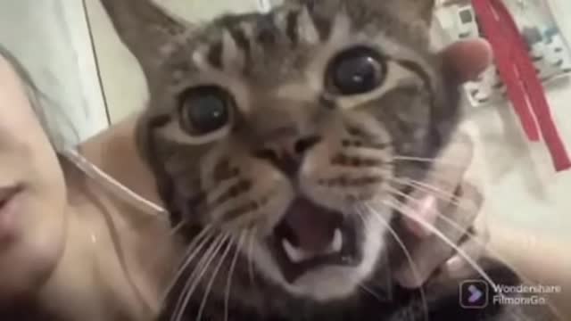 Cat’s reaction to getting a kiss