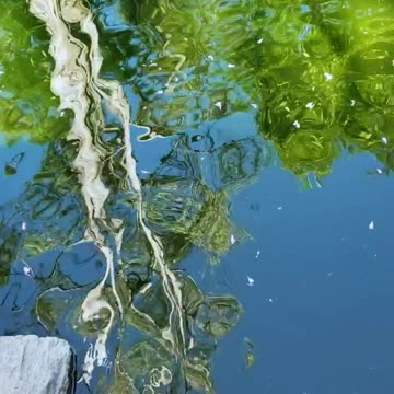 Tree reflected in a pond