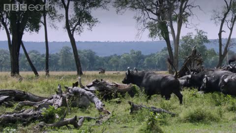 Dynasties: First Look Trailer | New David Attenborough Series | BBC Earth