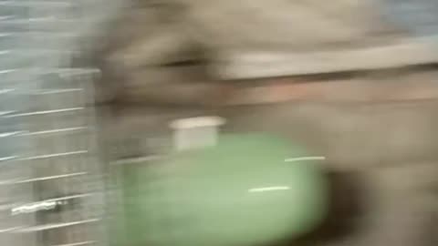 Chicken into meat process