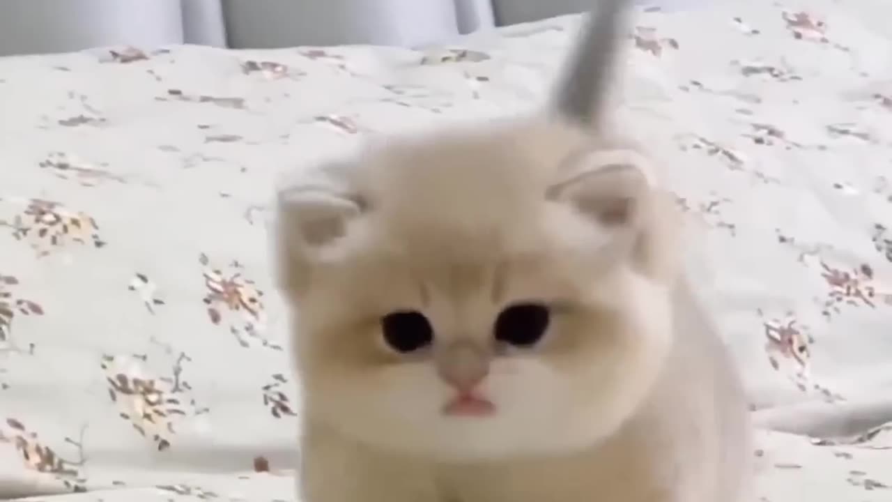 Cute baby kitten sound.