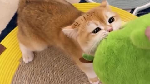 Epic Cat Playtime Fails That Will Make You Laugh!