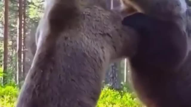 Bear Fight Full Video