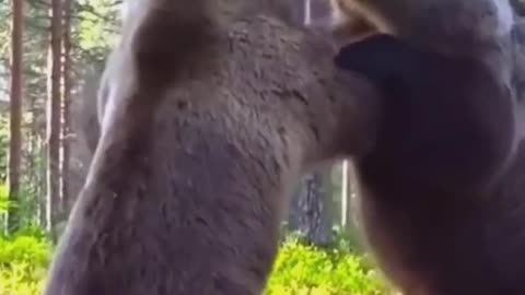 Bear Fight Full Video