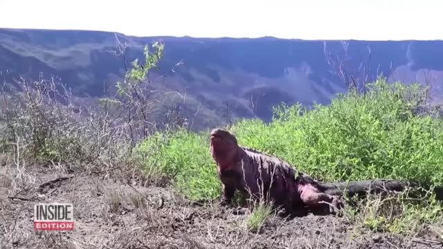 Pink Iguana Is One of the Rarest Creatures on Earth