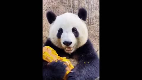 Cuttiest Animal Videos