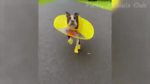 Best Cats and Dogs Animals Video 🐶🐱