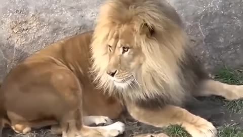 Lion 🦁🦁funny video😝🤣🤣