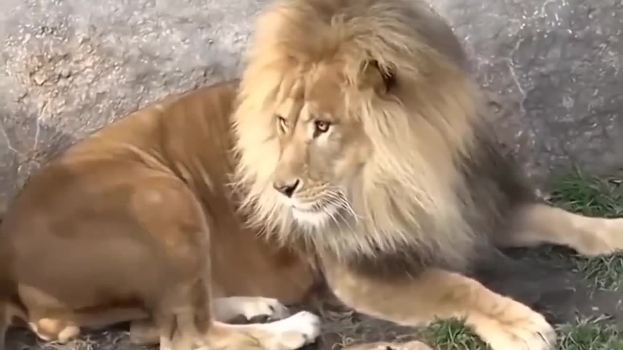 Lion 🦁🦁funny video😝🤣🤣