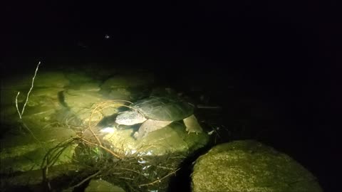 Snapping turtle at night