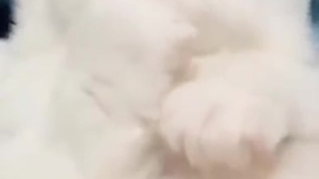 White baby cat
