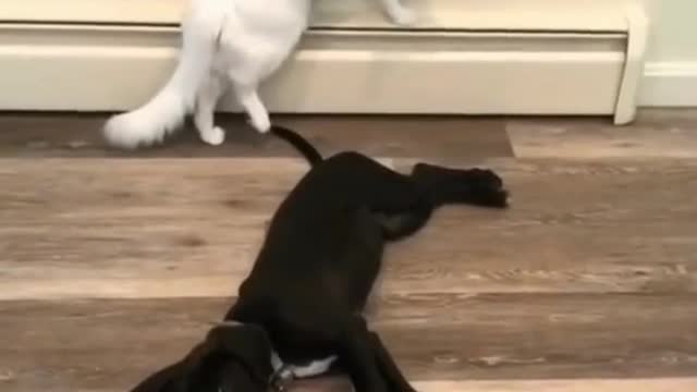 Not sure about the new dog...