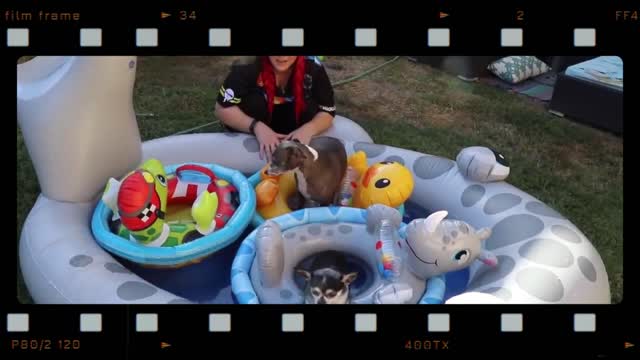 Dog hangs on pool