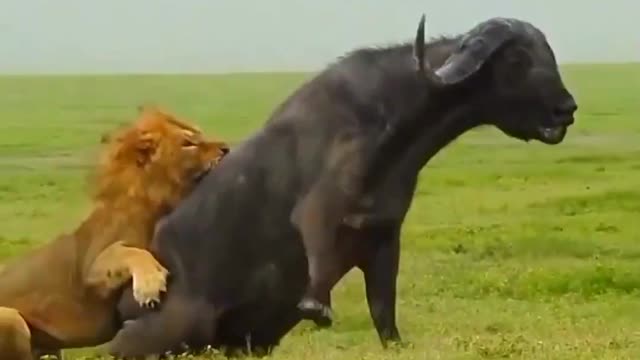 Male african lion grooms himself quietly #shorts #animal