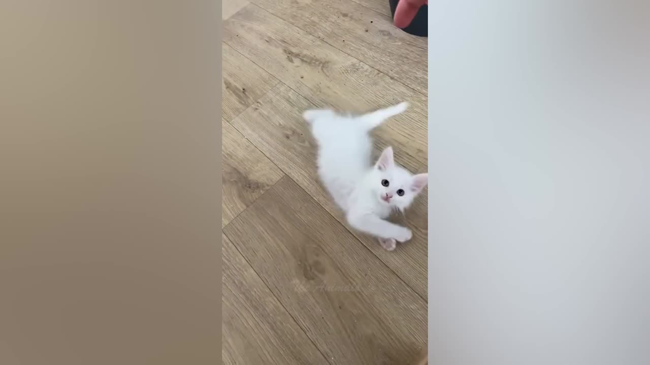 Best Funny Animal Videos Of The 2022 π€£ - Funniest Cats And Dogs Videos πΊπ (92)